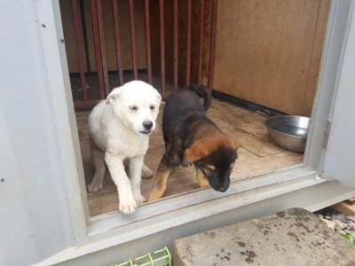 흑공주