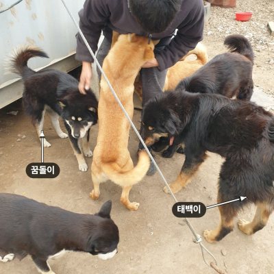 꿈돌이