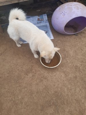 흰순이