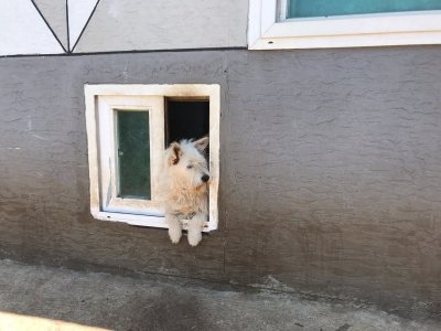 빽돌이