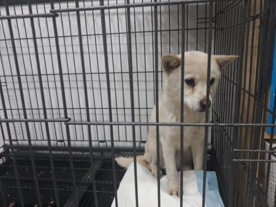 비양이