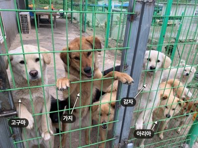가지