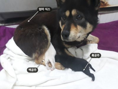백공주