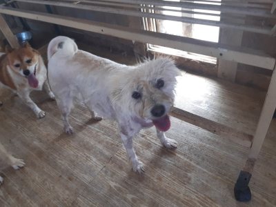 따봉이