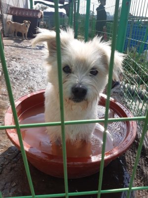 따봉이