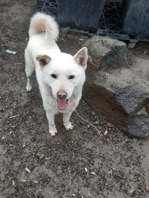 초롱이