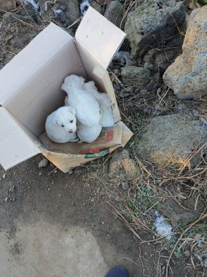테리