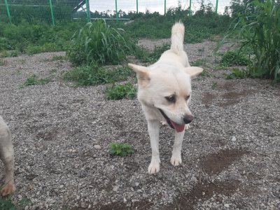 비양이