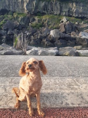 모카