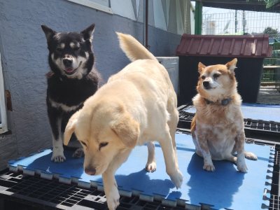 고구마