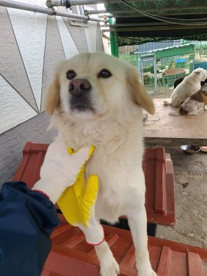 감자