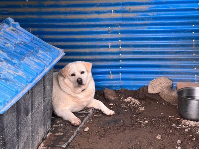 골드