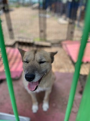 춘향이