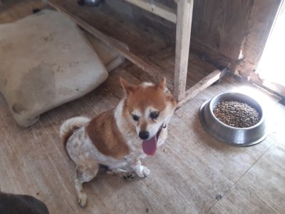 또또