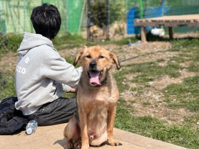 가지