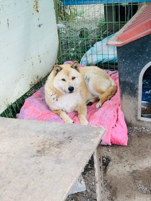 금동이