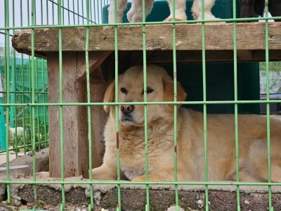 고구마