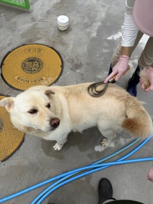 삼순이