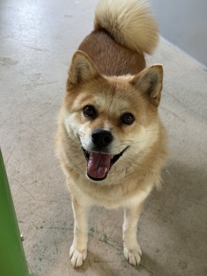 여우