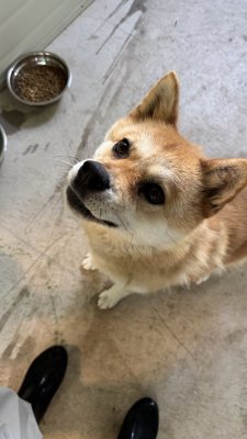 여우
