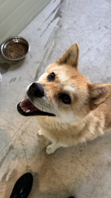 여우