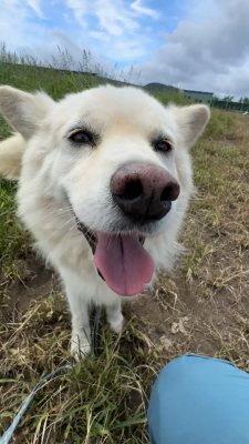 똘이