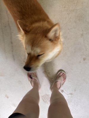 여우