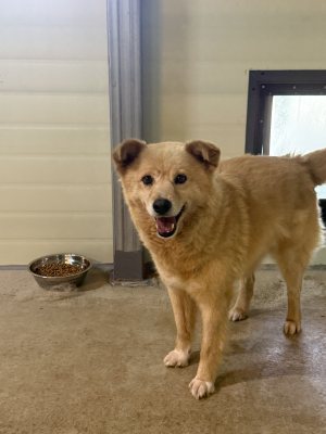 아리아