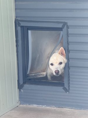 은동이