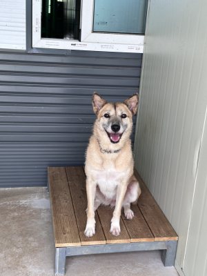 춘향이