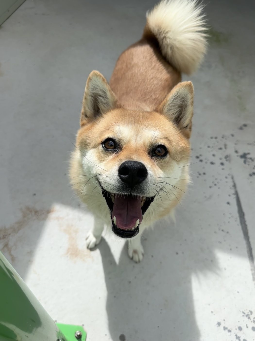 여우