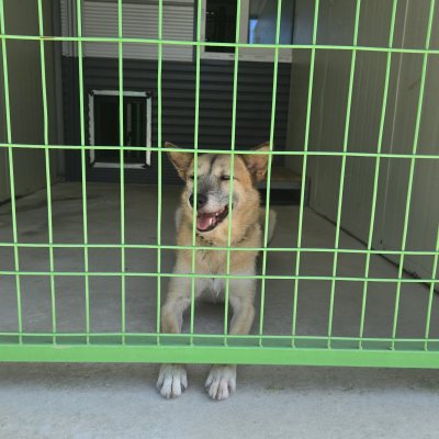 춘향이
