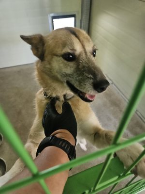 춘향이