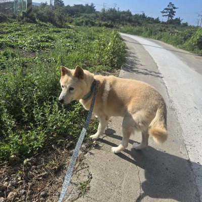 진이