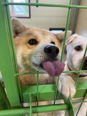 룽지