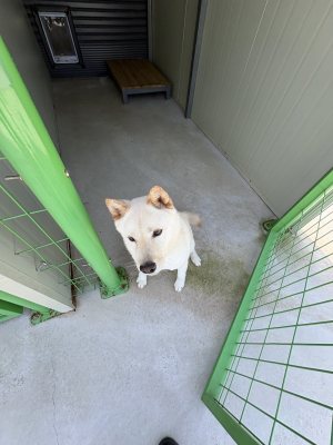 울프