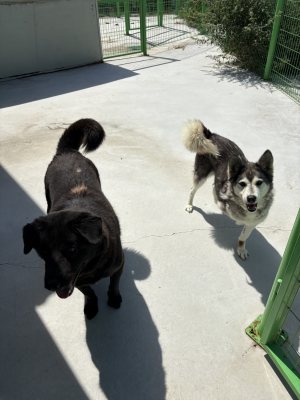 오이