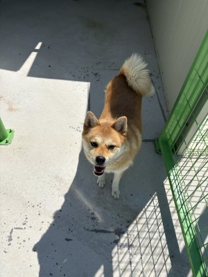 여우