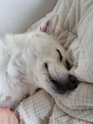 비양이