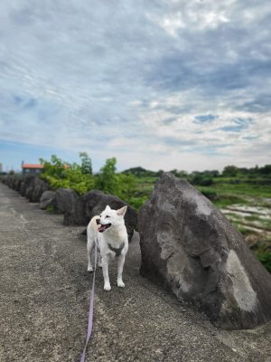 비양이
