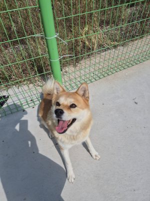 여우