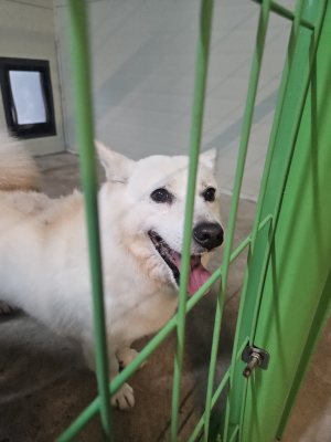강생이